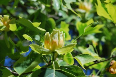 Liriodendron tulipifera 'Aureomarginatum' - liliovník tulipánokvětý - květ